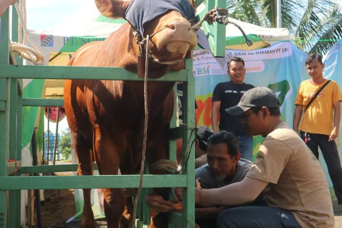 Qurban PT SRI